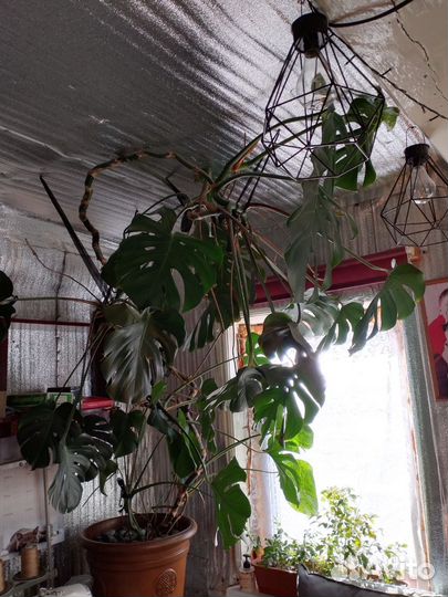 Комнатные растения цветы большие