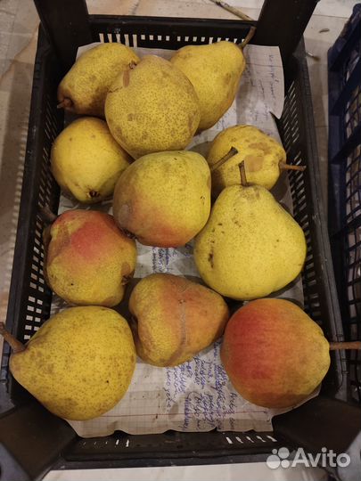 Груша садовая