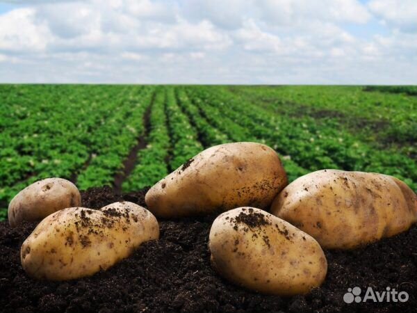Картофель оптом г.Тюмень
