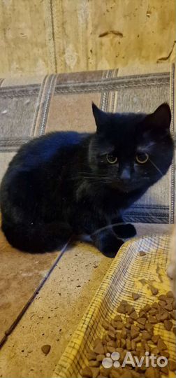 Кот бесплатно