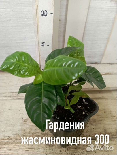Комнатные цветы растение гардения жасминовидная
