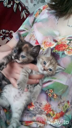 Котята