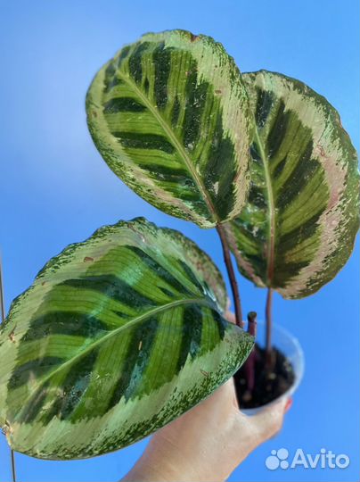 Калатея Розеопикта Марио