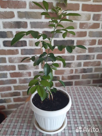 Сингониум,фикус Голд, Мурайя