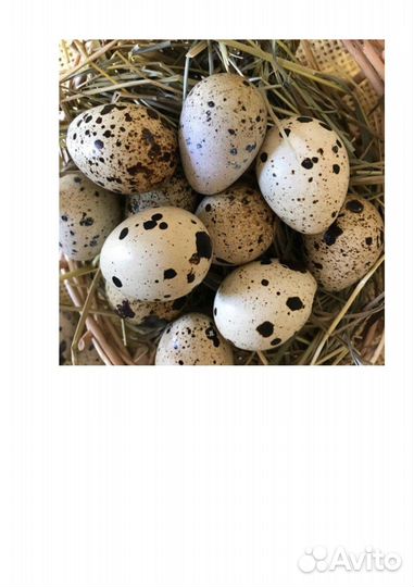 Яйцо перепелинное