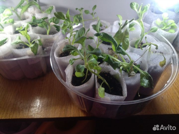 Рассада петунии