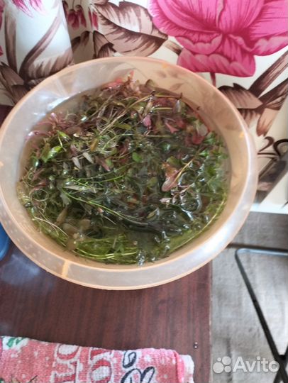 Продам аквариум 45-50 литров с рыбками,аква раст-я