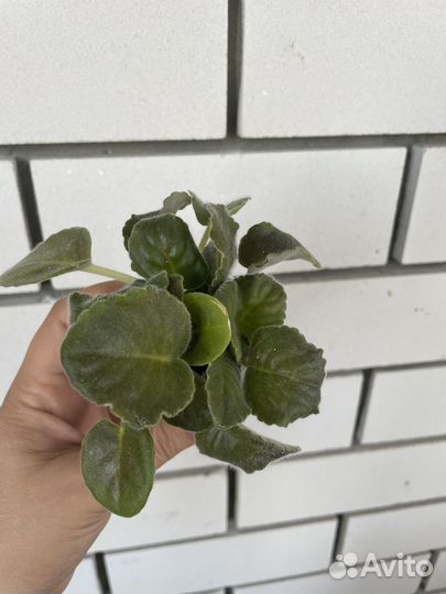 Фиалка сортовая Школьный вальс