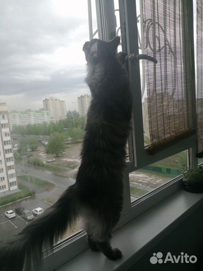 Кот мейн-кун