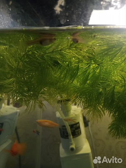 Рыбки гуппи