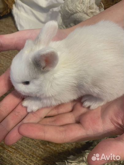 Карликовый кролик