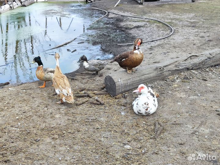 Индоутки семьи