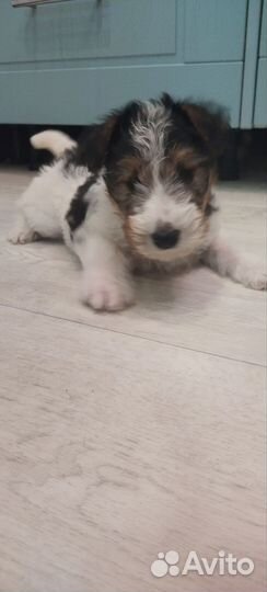 Фокстерьер