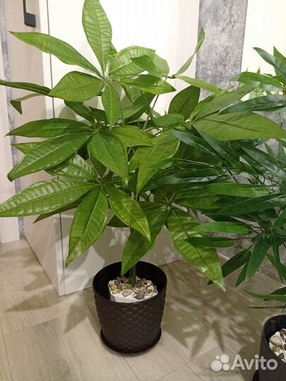 Шефлера искусственное растение