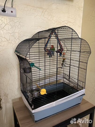 Попугай неразлучник с клеткой