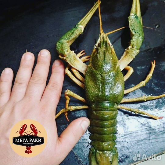 Живые раки. 4 вида варки. Доставка