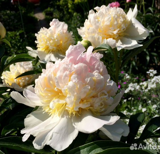 Пионы саженцы