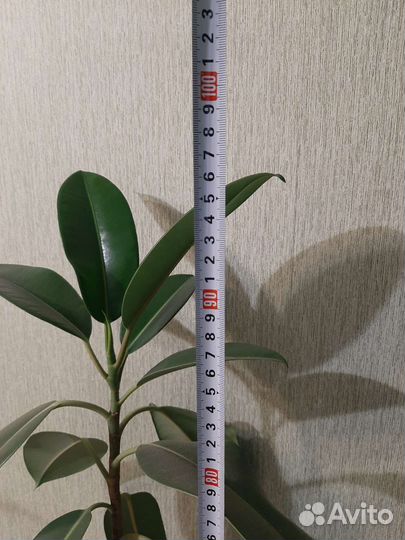 Фикус широколистный