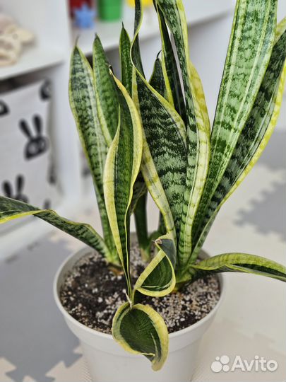 Сансевиерия лауренти