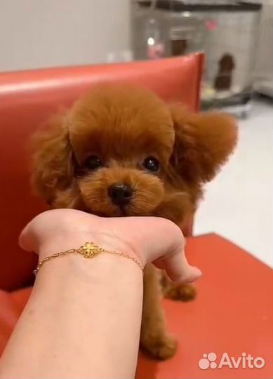 Тикап тедди пудель китай