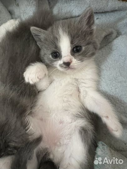 Котята в добрые руки бесплатно