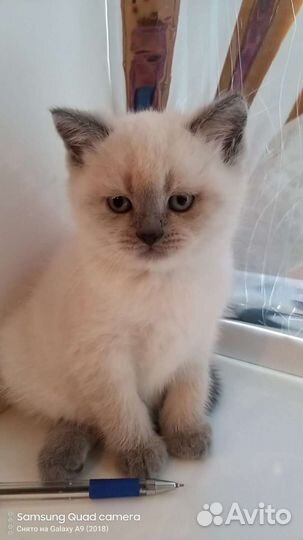 Кошечки и котики колорные