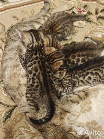 Бенгальские котята