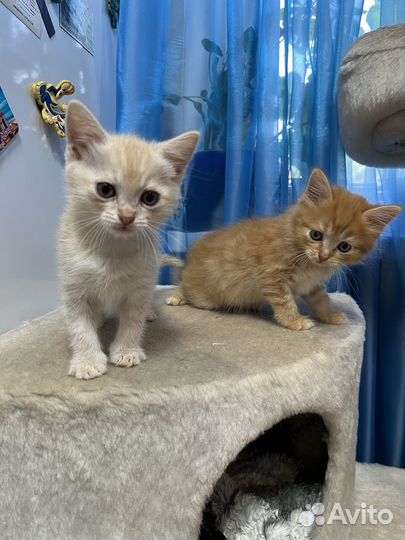 Шотландские котята