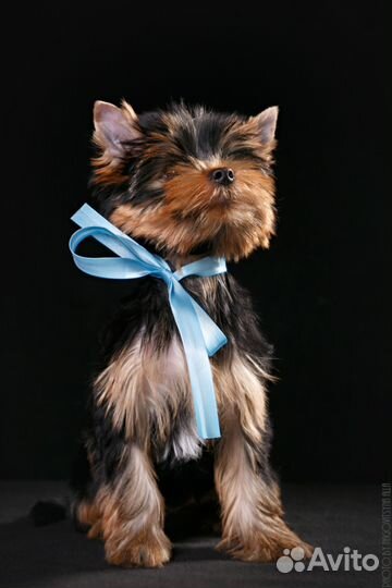 Йоркширский терьер