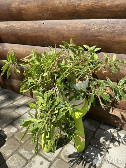 Колумния тигрина