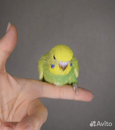 Птенец самочка волнистых попугаев