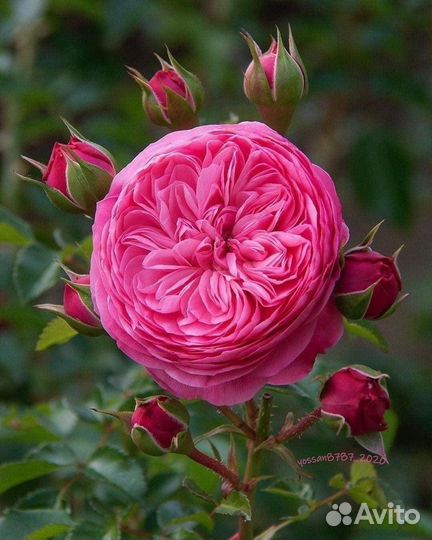 Чайно гибридные розы 3 года