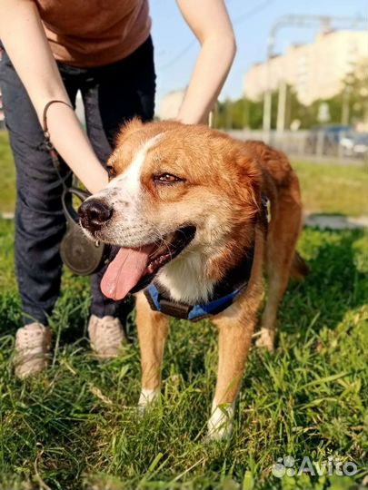 Собака улыбака в дар