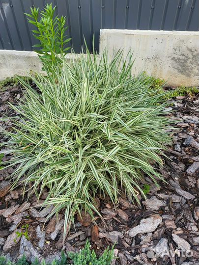 Цветы садовые многолетние