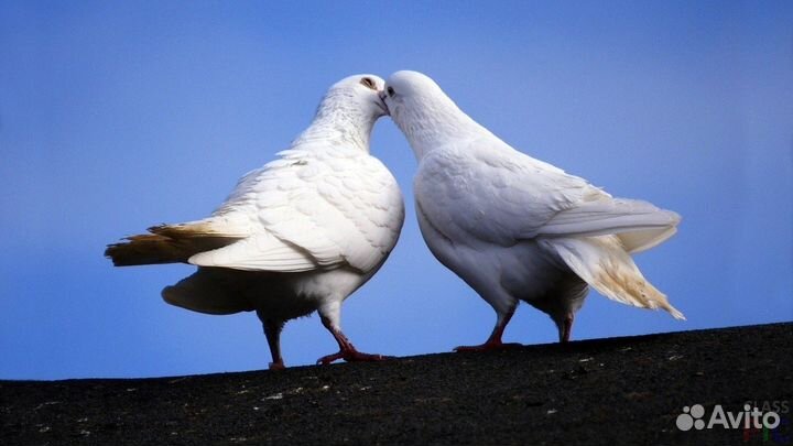 Свадьба праздники запуск голубей