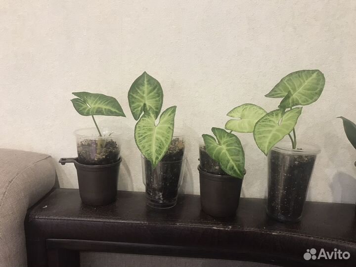 Комнатные растения