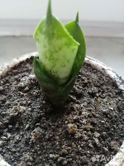 Сансевиерия детка