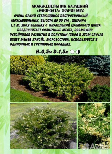 Можжевельник