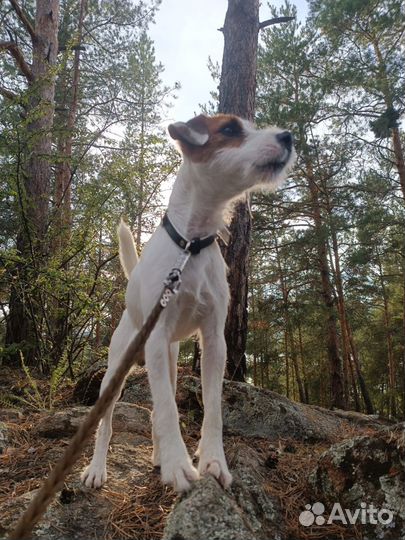 Парсон рассел терьер ищет невесту