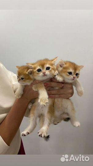 Шикарный британский кот