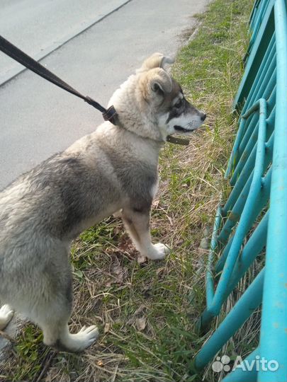 Щенок в добрые руки бесплатно