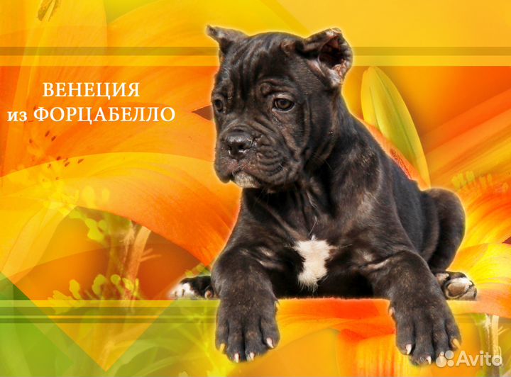 Достойный выбор щенков кане корсо