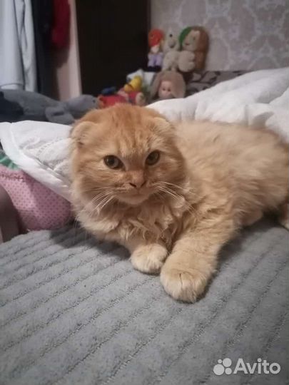 Котенок мальчик вислоухий