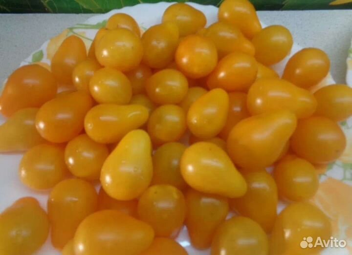 Томат золотой конёк черри