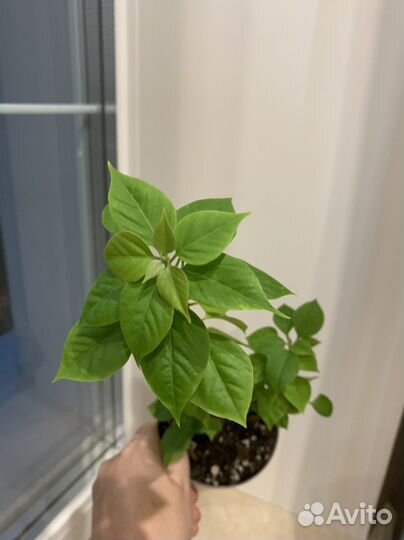 Бугенвиллия mini, филодендрон хосе боэно