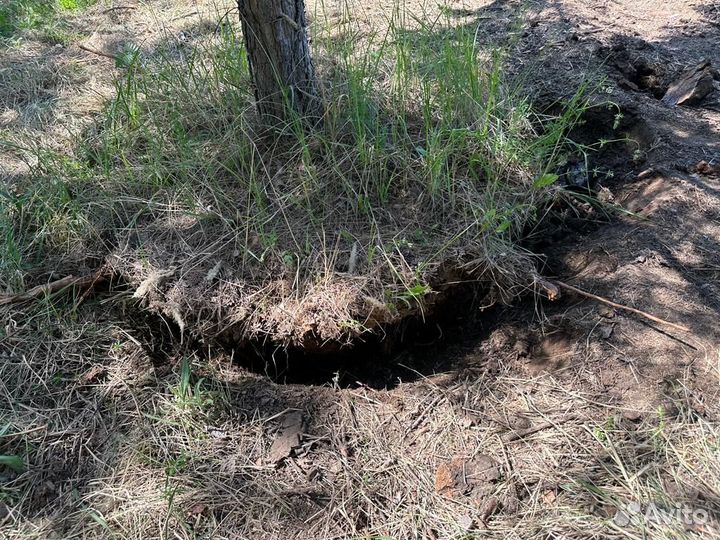 Пересадка деревьев/посадка крупномеров