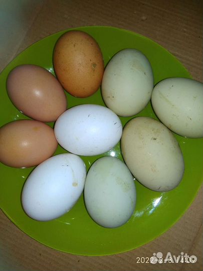 Цыплята и яйцо