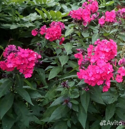 Флоксы сортовые