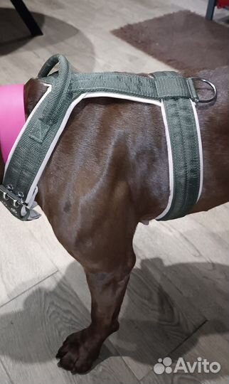 Шлейка анатомическая