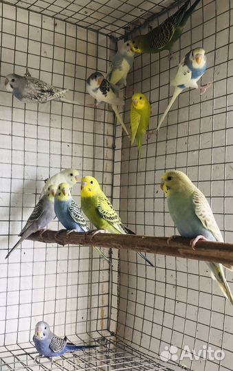 Волнистые попугаи самки